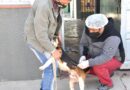 El Municipio continúa con la campaña de vacunación antirrábica en distintos barrios de la ciudad