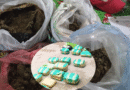 Dos Allanamientos en Jujuy: Ocho Detenidos y Más de 60 Kilos de Marihuana Secuestrados
