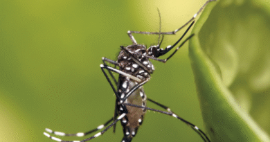 JUJUY LLEGA A 18 CASOS DE CHIKUNGUNYA: AUTORIDADES INTENSIFICAN MEDIDAS DE PREVENCIÓN Y CONTROL JUJUY LLEGA A 18 CASOS DE CHIKUNGUNYA: AUTORIDADES INTENSIFICAN MEDIDAS DE PREVENCIÓN Y CONTROL