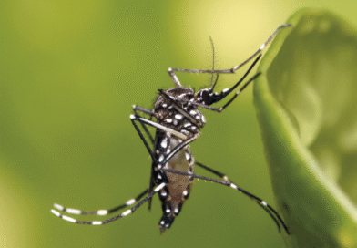 JUJUY LLEGA A 18 CASOS DE CHIKUNGUNYA: AUTORIDADES INTENSIFICAN MEDIDAS DE PREVENCIÓN Y CONTROL JUJUY LLEGA A 18 CASOS DE CHIKUNGUNYA: AUTORIDADES INTENSIFICAN MEDIDAS DE PREVENCIÓN Y CONTROL