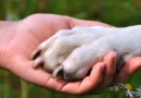 ITALIA HACE HISTORIA: MASCOTAS CON DERECHO A LICENCIA, ¿PRIVILEGIO O CONQUISTA SOCIAL?