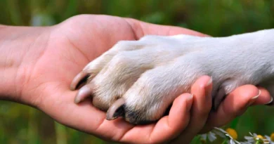 ITALIA HACE HISTORIA: MASCOTAS CON DERECHO A LICENCIA, ¿PRIVILEGIO O CONQUISTA SOCIAL?