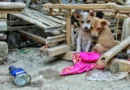 CUIDAR A NUESTROS SERES SINTIENTES: CÓMO PROTEGER Y AYUDAR A NUESTRAS MASCOTAS EN JUJUY
