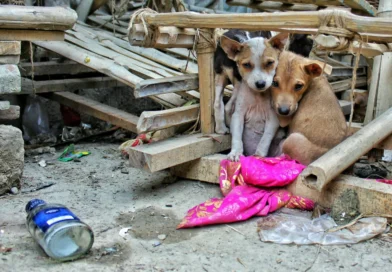 CUIDAR A NUESTROS SERES SINTIENTES: CÓMO PROTEGER Y AYUDAR A NUESTRAS MASCOTAS EN JUJUY