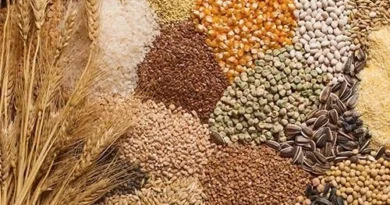 MERCADO DE GRANOS: CONSOLIDACIÓN TRAS LAS CAÍDAS; LLUVIAS DEMORAN TRABAJOS EN CAMPO