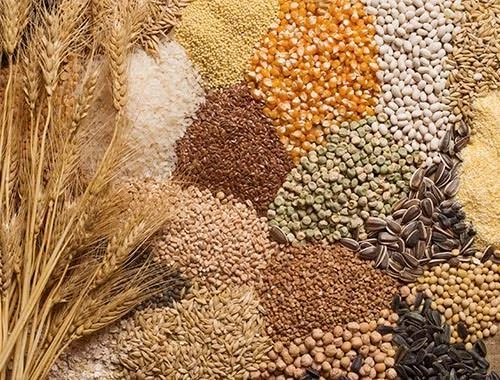 MERCADO DE GRANOS: CONSOLIDACIÓN TRAS LAS CAÍDAS; LLUVIAS DEMORAN TRABAJOS EN CAMPO