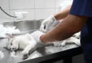 Zoonosis acerca el quirófano externo a distintos barrios