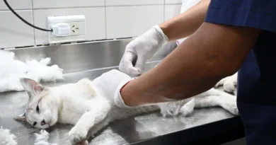 Zoonosis acerca el quirófano externo a distintos barrios