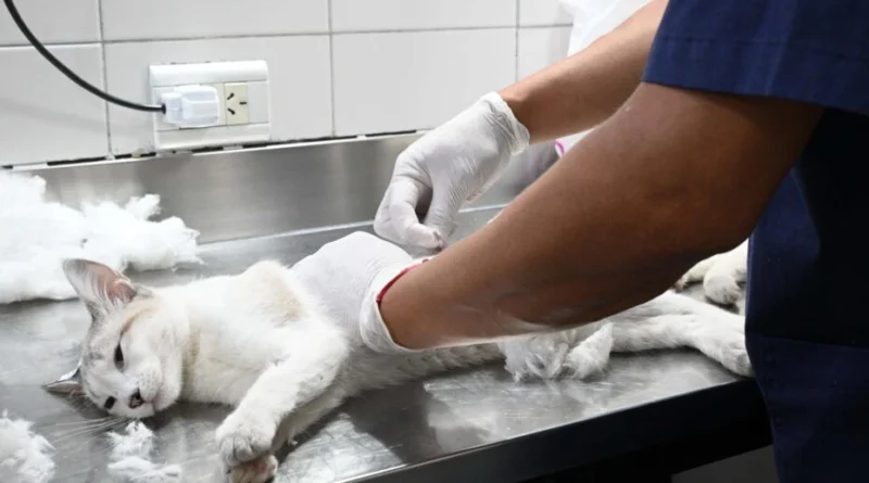 Zoonosis acerca el quirófano externo a distintos barrios